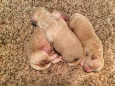 Litter of Three Bichon Poodle Puppies Located near Joice Iowa 50446